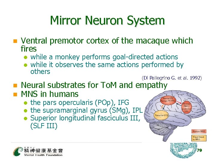 Mirror Neuron System n Ventral premotor cortex of the macaque which fires l l