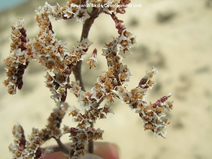 Research Skills Development Unit 