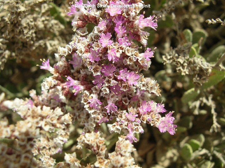 Research Skills Development Unit 