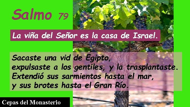 Salmo 79 La viña del Señor es la casa de Israel. Sacaste una vid