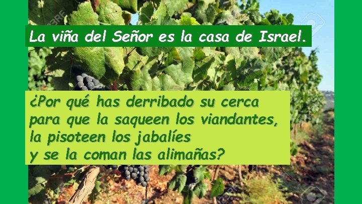 La viña del Señor es la casa de Israel. ¿Por qué has derribado su