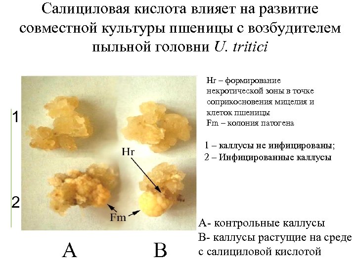 Образование каллуса