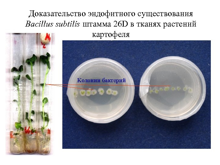 Доказательство эндофитного существования Bacillus subtilis штамма 26 D в тканях растений картофеля Колонии бактерий
