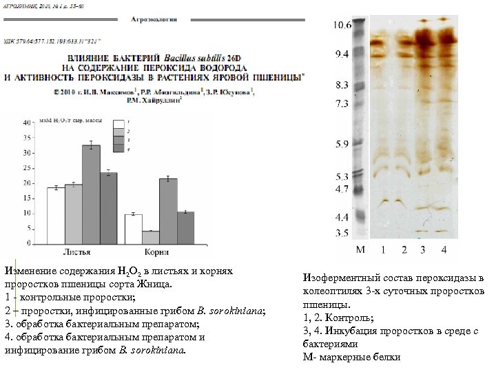 Изменение содержания Н 2 О 2 в листьях и корнях проростков пшеницы сорта Жница.