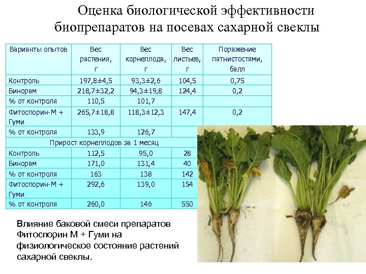 Оценка биологической эффективности биопрепаратов на посевах сахарной свеклы Варианты опытов Вес растения, г Вес