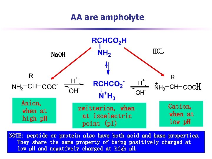 AA are ampholyte HCL Na. OH H Anion, when at high p. H zwitterion,