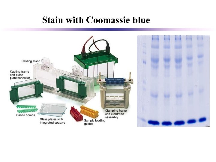 Stain with Coomassie blue 