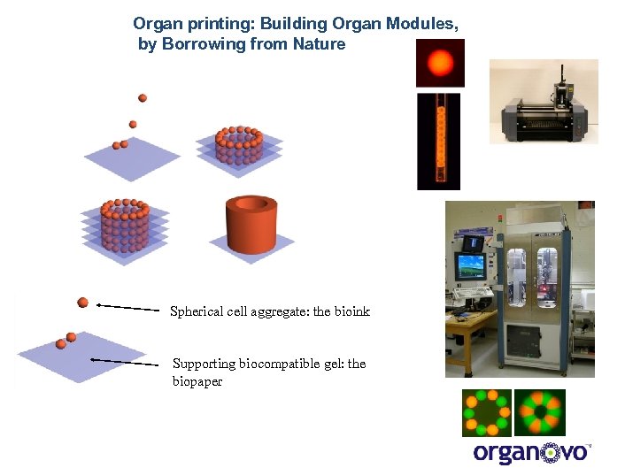 Organ printing: Building Organ Modules, by Borrowing from Nature Spherical cell aggregate: the bioink