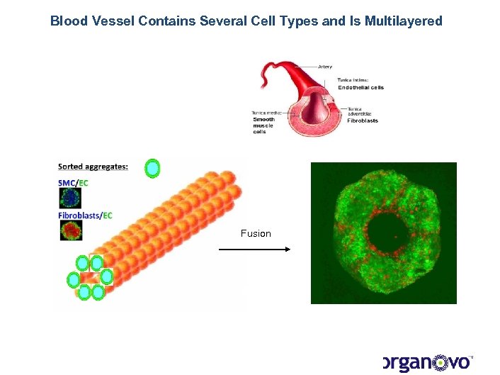 Blood Vessel Contains Several Cell Types and Is Multilayered Fusion 