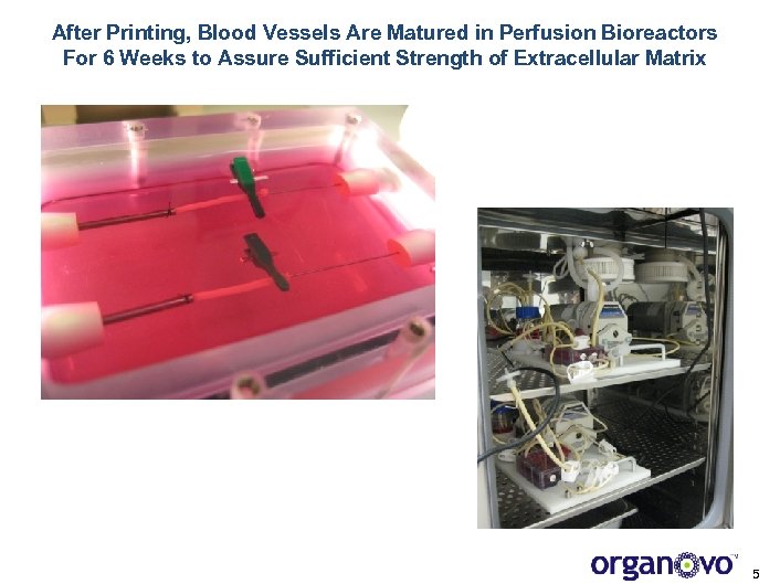 After Printing, Blood Vessels Are Matured in Perfusion Bioreactors For 6 Weeks to Assure