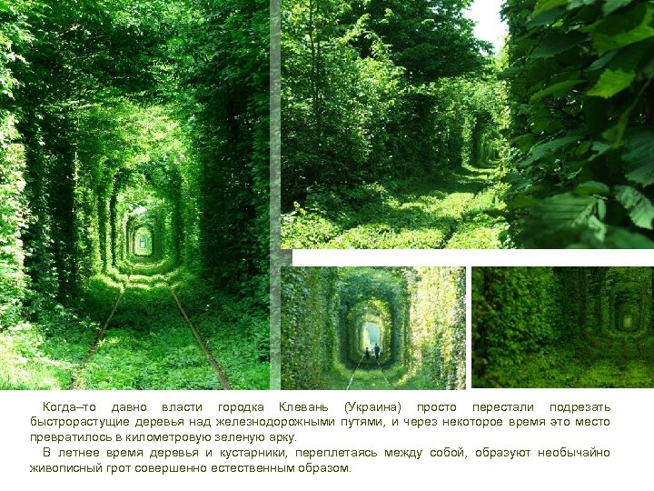 Когда–то давно власти городка Клевань (Украина) просто перестали подрезать быстрорастущие деревья над железнодорожными путями,