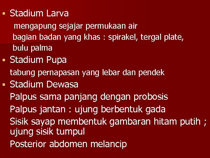 § Stadium Larva mengapung sejajar permukaan air bagian badan yang khas : spirakel, tergal