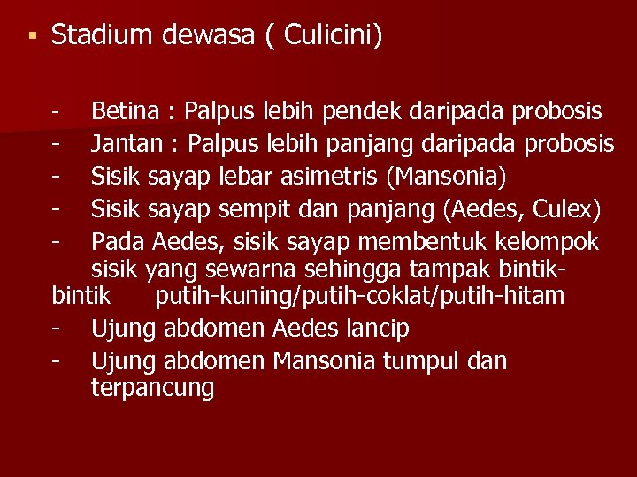 § Stadium dewasa ( Culicini) Betina : Palpus lebih pendek daripada probosis - Jantan