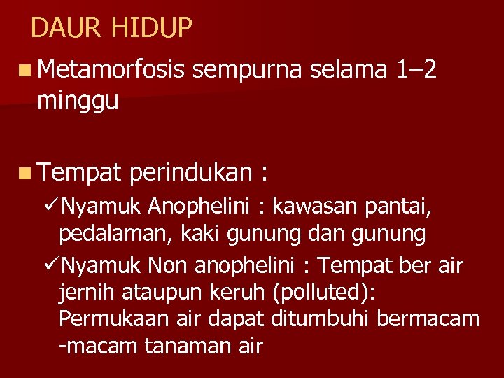 DAUR HIDUP n Metamorfosis minggu n Tempat sempurna selama 1– 2 perindukan : üNyamuk