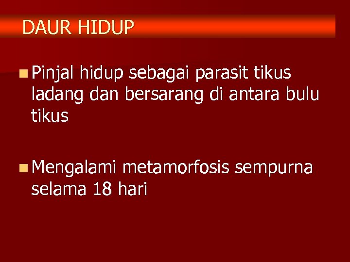 DAUR HIDUP n Pinjal hidup sebagai parasit tikus ladang dan bersarang di antara bulu