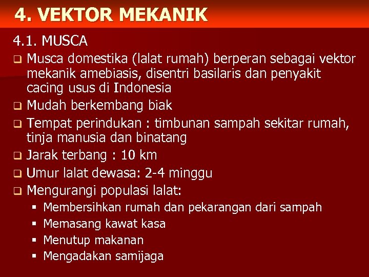 4. VEKTOR MEKANIK 4. 1. MUSCA Musca domestika (lalat rumah) berperan sebagai vektor mekanik
