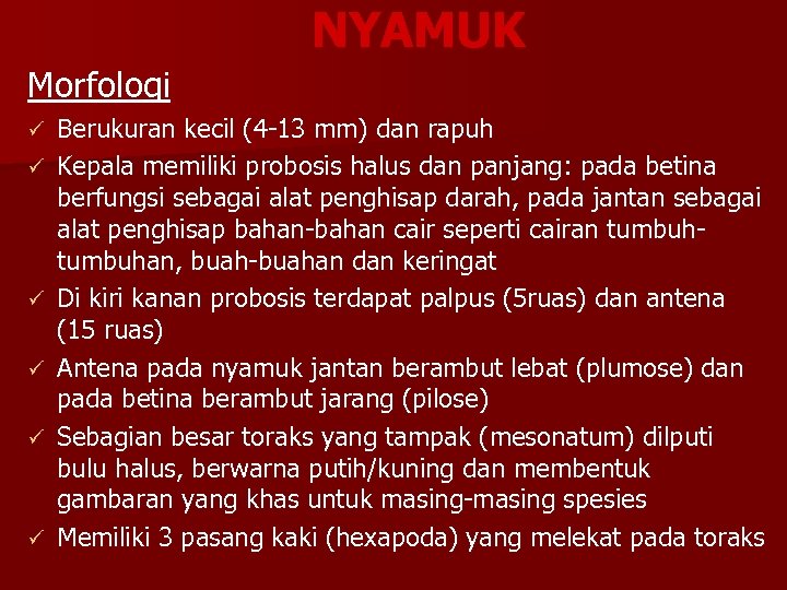 NYAMUK Morfologi ü ü ü Berukuran kecil (4 -13 mm) dan rapuh Kepala memiliki