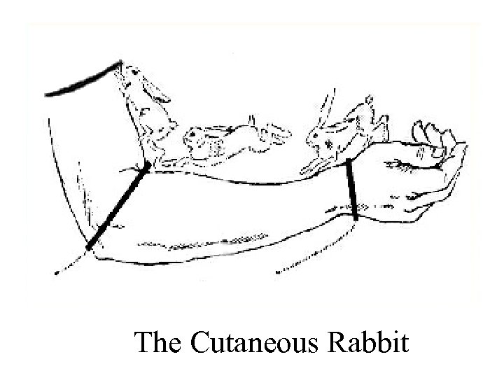 The Cutaneous Rabbit 
