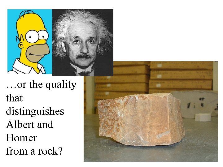 …or the quality that distinguishes Albert and Homer from a rock? 
