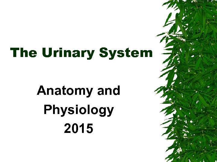 The Urinary System Anatomy and Physiology 2015 