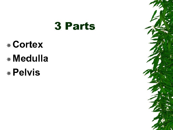 3 Parts Cortex Medulla Pelvis 