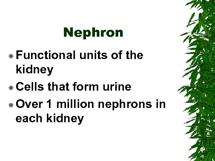 Nephron Functional units of the kidney Cells that form urine Over 1 million nephrons