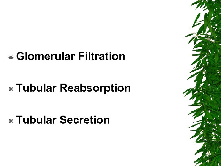  Glomerular Filtration Tubular Reabsorption Tubular Secretion 