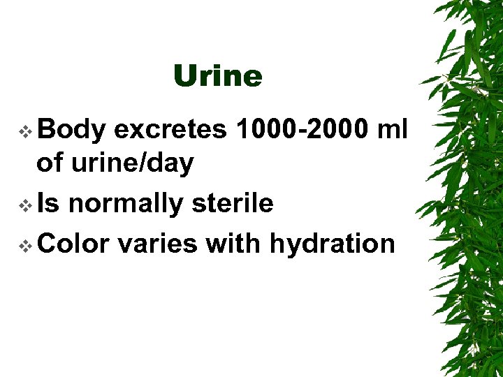 Urine v Body excretes 1000 -2000 ml of urine/day v Is normally sterile v