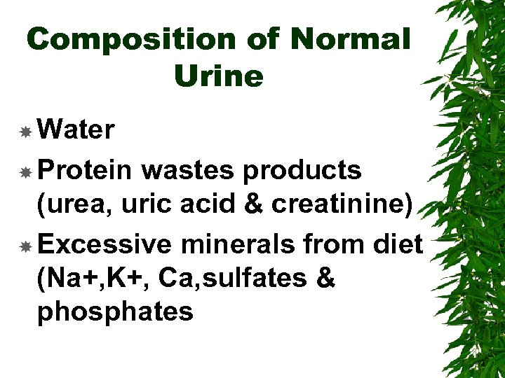 Composition of Normal Urine Water Protein wastes products (urea, uric acid & creatinine) Excessive