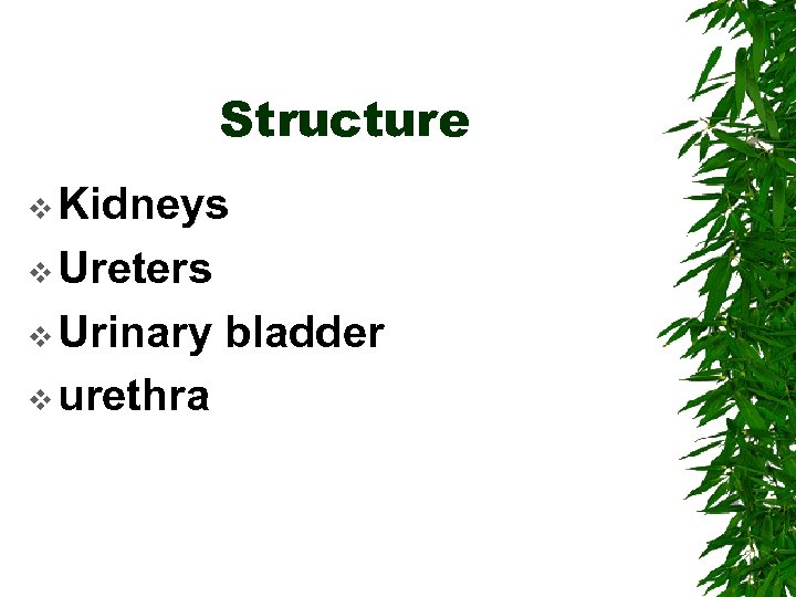 Structure v Kidneys v Ureters v Urinary v urethra bladder 