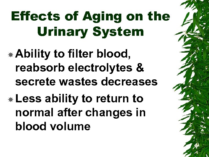 Effects of Aging on the Urinary System Ability to filter blood, reabsorb electrolytes &