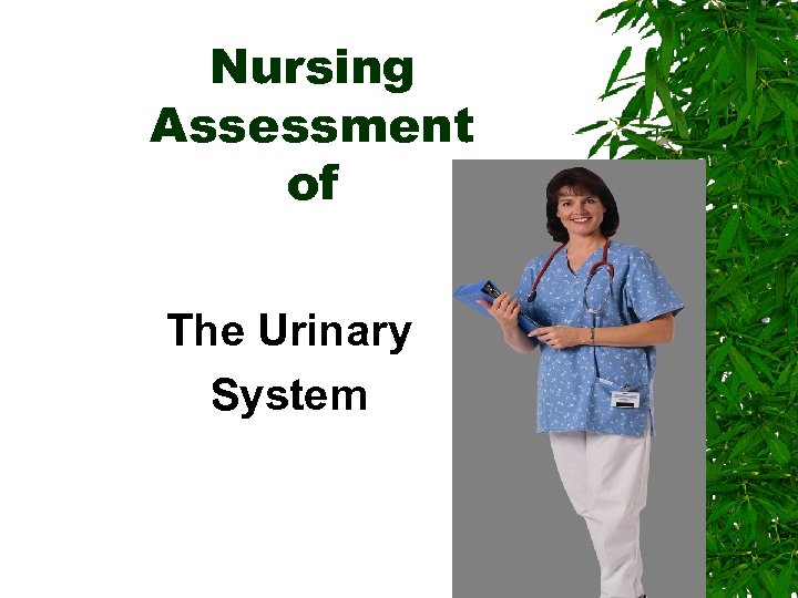 Nursing Assessment of The Urinary System 