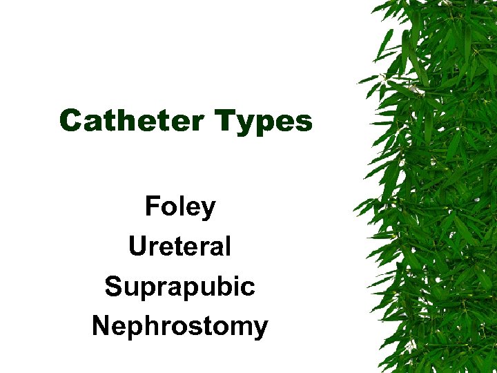 Catheter Types Foley Ureteral Suprapubic Nephrostomy 