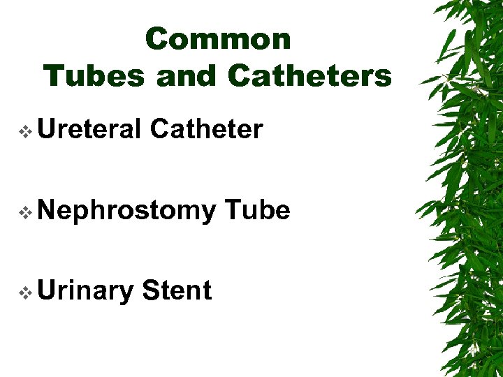 Common Tubes and Catheters v Ureteral Catheter v Nephrostomy v Urinary Stent Tube 