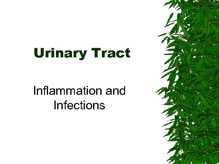 Urinary Tract Inflammation and Infections 