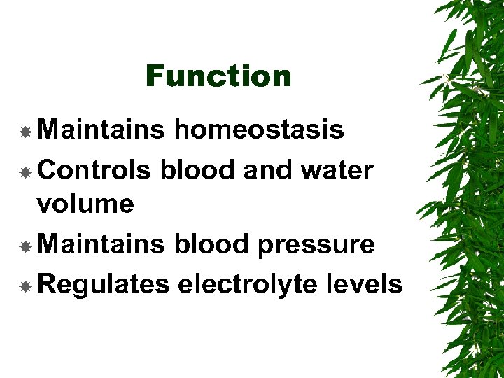 Function Maintains homeostasis Controls blood and water volume Maintains blood pressure Regulates electrolyte levels