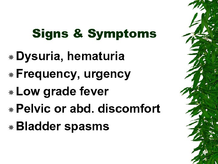 Signs & Symptoms Dysuria, hematuria Frequency, urgency Low grade fever Pelvic or abd. discomfort