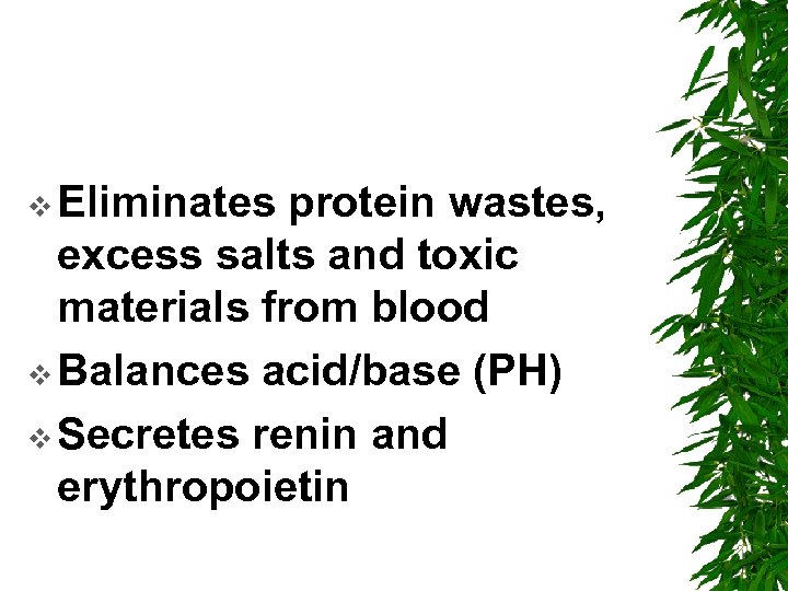 v Eliminates protein wastes, excess salts and toxic materials from blood v Balances acid/base