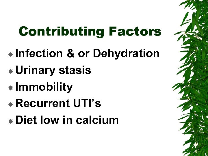 Contributing Factors Infection & or Dehydration Urinary stasis Immobility Recurrent UTI’s Diet low in