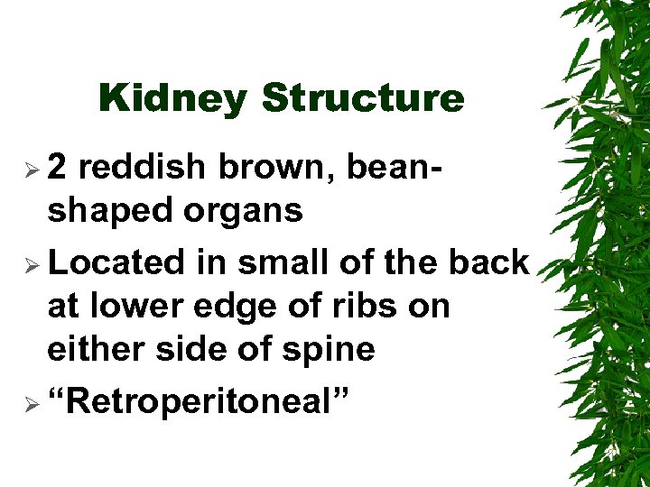 Kidney Structure Ø 2 reddish brown, beanshaped organs Ø Located in small of the