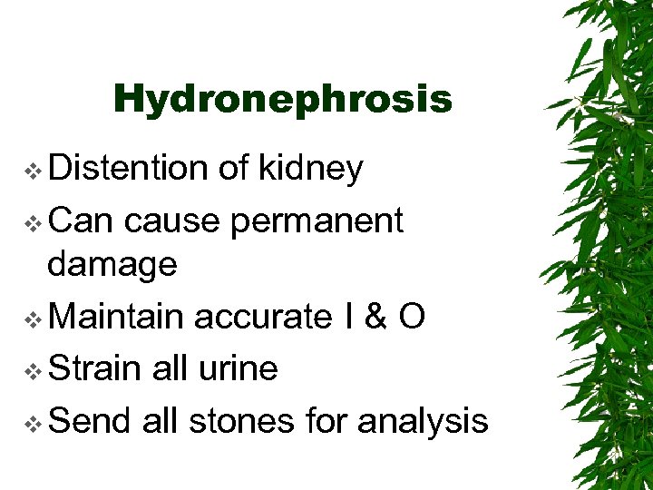 Hydronephrosis v Distention of kidney v Can cause permanent damage v Maintain accurate I