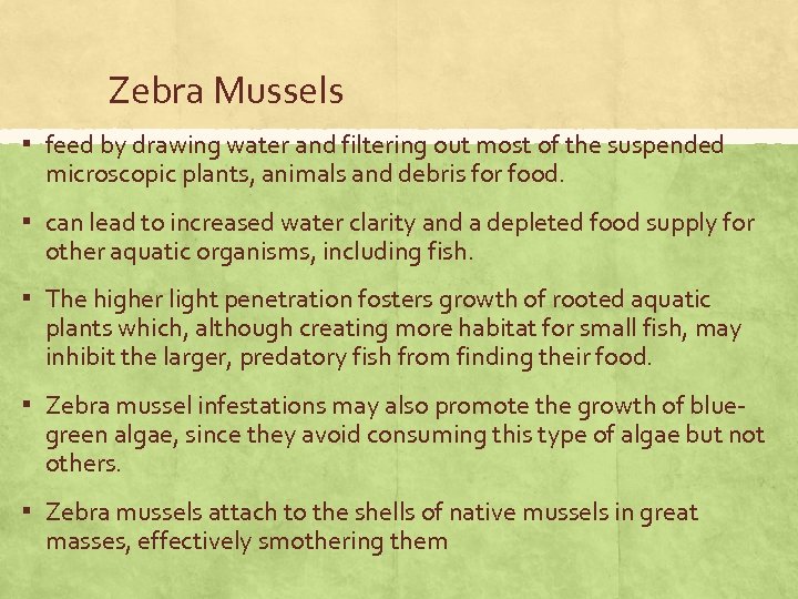 Zebra Mussels ▪ feed by drawing water and filtering out most of the suspended