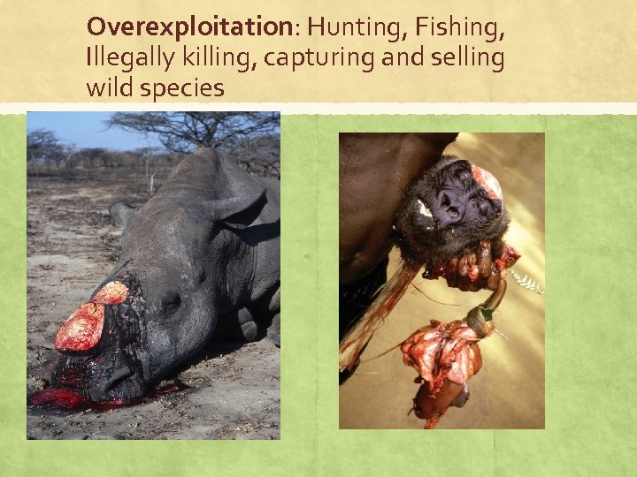 Overexploitation: Hunting, Fishing, Illegally killing, capturing and selling wild species 