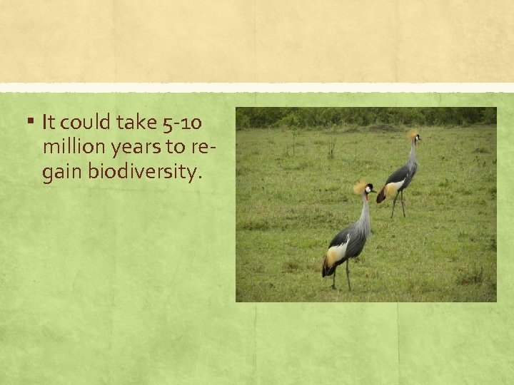 ▪ It could take 5 -10 million years to regain biodiversity. 