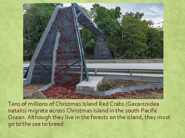 Tens of millions of Christmas Island Red Crabs (Gecarcoidea natalis) migrate across Christmas Island