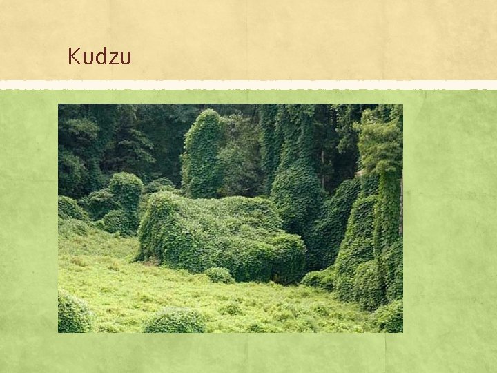 Kudzu 