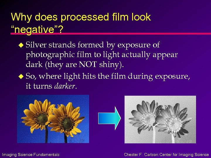 Why does processed film look “negative”? u Silver strands formed by exposure of photographic