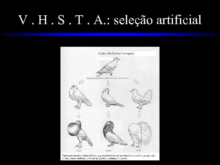 V. H. S. T. A. : seleção artificial 