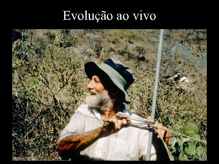 Evolução ao vivo 