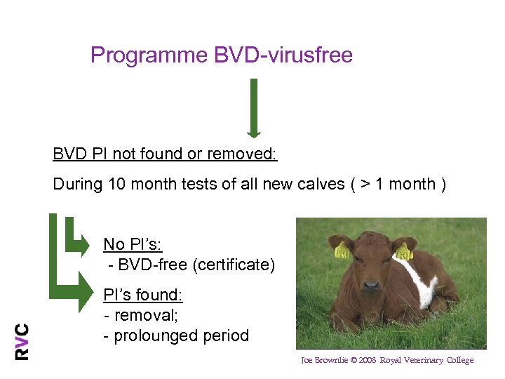 GD Programme BVD-virusfree BVD PI not found or removed: During 10 month tests of